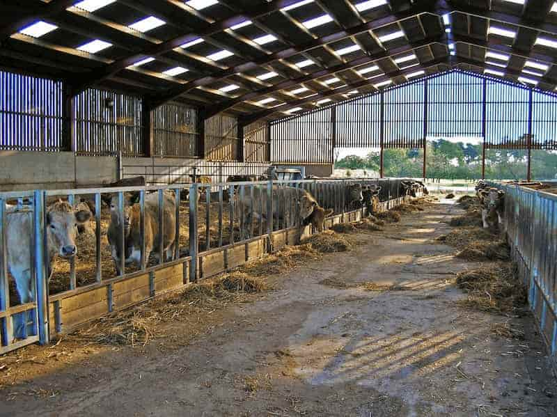 inside a barn under construction