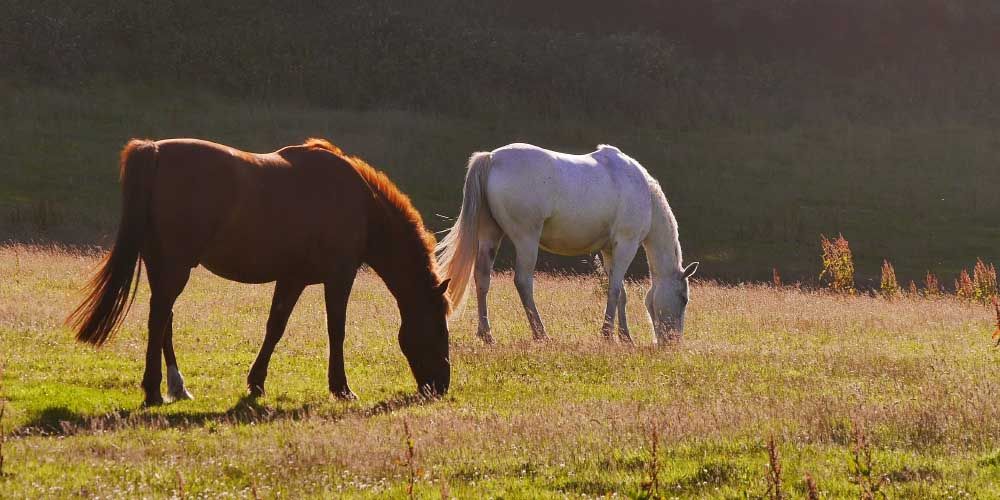 horses grazing in field