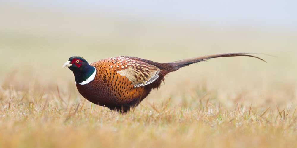 pheasant in field